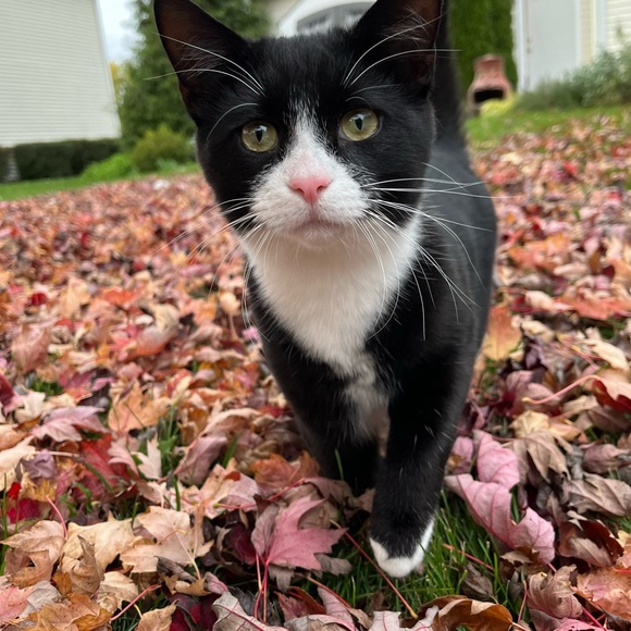 Meet your Posher, CJ - Picture 7 of 15